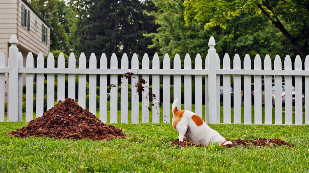 Pet Disasters Is Your Dog Digging in the Yard? Catalyst Idaho